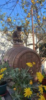 grenta country house - 1