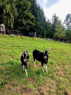 Schiedbichl Ferienwohnung Hochkalter - Berchtesgaden - 6