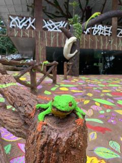 Chato Arenal Lodge - Fortuna - 1