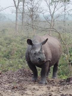 Kings jungle safari & Culture home stay - Meghauli - 7