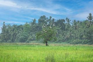 SHD Paddy Villa - Talpe - 7