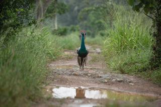 SHD Paddy Villa - Talpe - 9