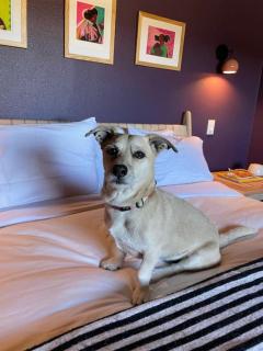 Poni - Luxurious Little Charmer (Poni Suite) - Santa Fe - 2