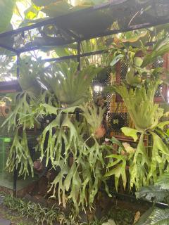 Suryadina Guest House - Ubud - 1