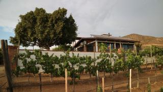 Quinta Sofia Valle de Guadalupe - Valle de Guadalupe - 8