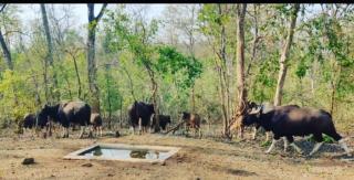 Palamau Tiger Reserve Eco Habitat - - 1