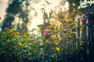 Green Sapa Homestay - Sapa - 2