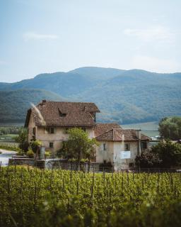 Weinbergsuite Panholzer - Caldaro - 8