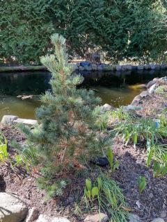 Waldtraum Wandlitzsee - 6
