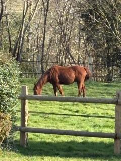Le fer à cheval 72 - les contensières - Saint-Vincent-du-Lorouër - 8