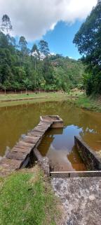 Casa na floresta - Marechal Floriano - 6