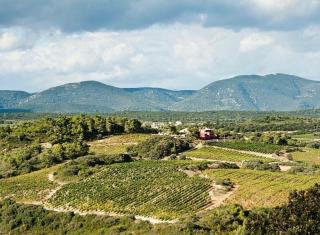 Villa entre Vignes et Garrigues - Assignan - 7