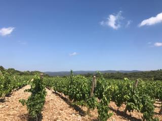 Villa entre Vignes et Garrigues - Assignan - 3