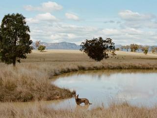 Secluded Cabin Stay - Pet Friendly & Off-Grid - Nev - Glen Alice - 3