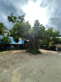 FARE Tatahi - Parea - 2