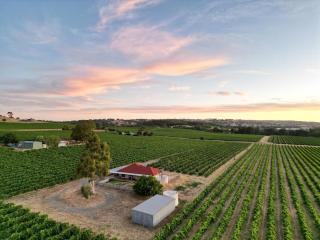 McGill Vineyard Barossa - Lights Pass - 0