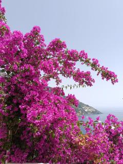 La terrazza di Positano - Positano - 9