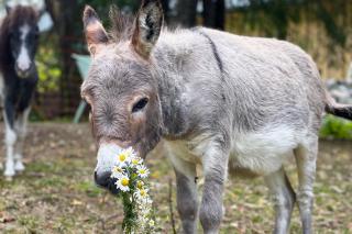 Hanging treehouse farmstay - 7