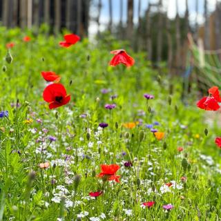 Hanging treehouse farmstay - 6