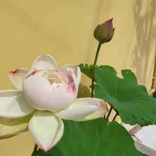 LV Homestay - Nha Trang - 0