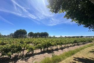 Gîte du Mas - Charmant Gîte provençal avec jardin commun - Aigues-Mortes - 8