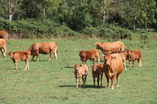 Pet friendly, spacious farmhouse on the Courtomer Estate, Normandy - 3
