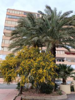 Apartamento MIRAMAR - Torrevieja - 9