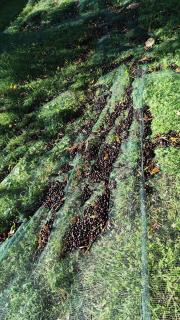 Corte degli Ulivi - 1