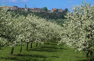 Le petit nid - Vigneulles-lès-Hattonchâtel - 5