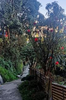 Diamond Nor Homestay - Darjeeling - 6