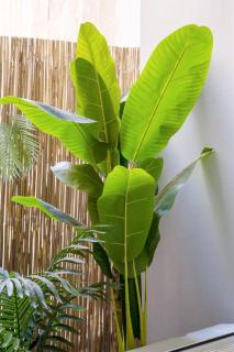 Sophistic Athens - 6