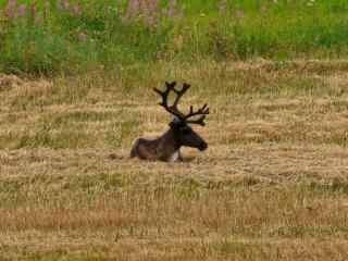 Lappish Summerhouse by the River - 1