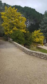 Le Mimosa des Cévennes - 8