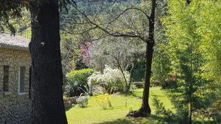 Le Mimosa des Cévennes - 3