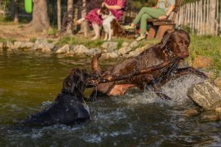 Hunderesort Waldeck - 4 Sterne Urlaub mit Hund - Philippsreut - 6