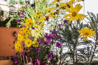 Spanish Steps Apartment & Terrace - 1