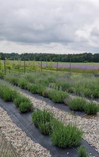 Bite Le Vanda -  - 6