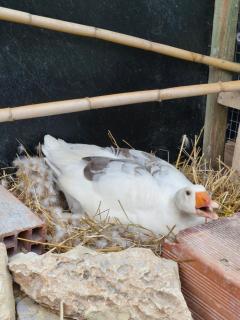 Villa Shpiragu Village Experience - 6