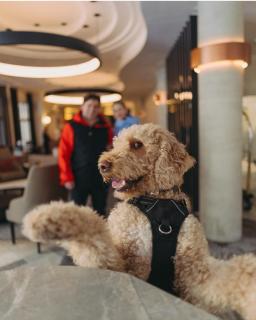 Le Westin Tremblant - 2