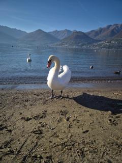 Lago Dorato Roxy Apartament - Colico - 9