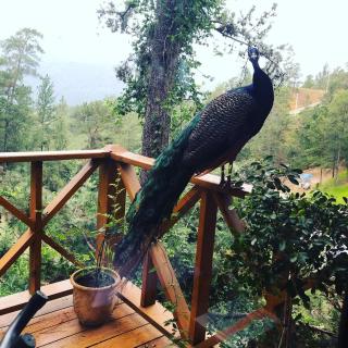 Villa Maya Rancho Edén - 5
