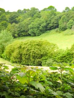 The Beech Hut - Peaceful countryside retreat - West Down - 7