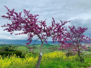 La casa del timo - The house of thyme - Todi - 3