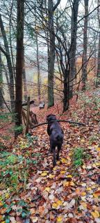 FeWo Bergenrot Urlaub mit Hund - 3