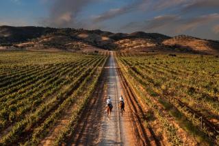 Herdade Do Sobroso Wine & Luxury Boutique Hotel - 1