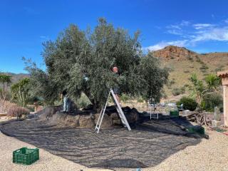 finca pilarico, regio mojacar, cabo de gata - Antas - 2
