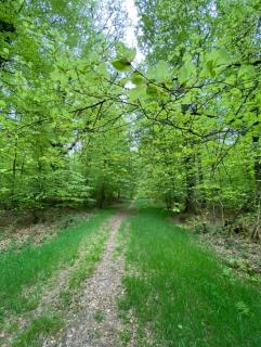 L'Hôtié de Brocéliande, au coeur des sites naturels et légendaires - 2