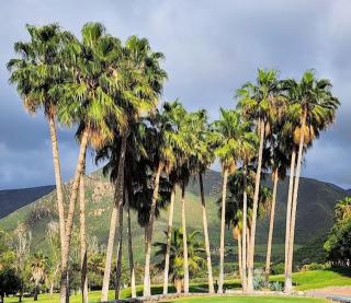 ENSENADA GOLF Haven - - 0