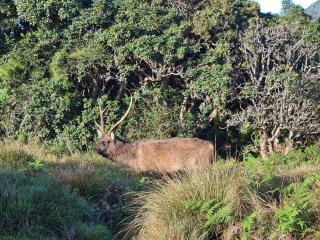 Meena Ella Bungalow - 7
