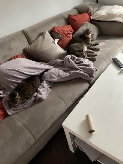 Like a house - lovely Maisonette with Cats - Brema - 2
